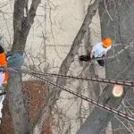 Tree Cabling and Structural Support