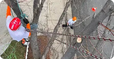 Tree Cabling and Structural Support