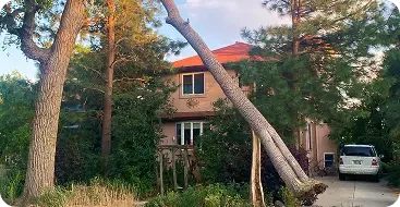 24/7 Emergency Tree Service & Storm Cleanup