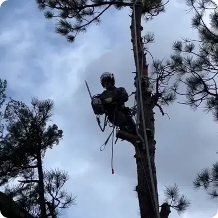 Service Area Activity