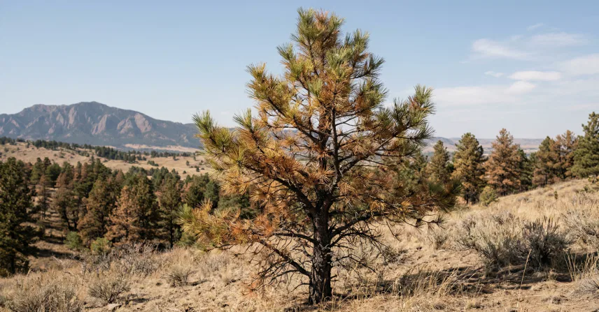 A close-up photograph of a medium-sized Ponderosa Pine tree showing significant signs of drought stress, set against a backdrop of a arid, brushy hillside near Boulder, Colorado, during a late afternoon. The pine, roughly 20 feet tall, displays yellowed and rust-brown needles predominantly on its inner and lower branches, contrasting sharply with the few clusters of healthy, dull green needles remaining at the tips of the main limbs. The trunk is dark, fissured, and rugged. The immediate ground cover is sparse, consisting of dry, brittle grasses and sagebrush, emphasizing the dry conditions. In the background, rolling foothills typical of Boulder are covered in similarly stressed ponderosa pines and juniper, with patches of bare, dry soil and a clear, pale blue sky visible in the distance. The lighting is diffused, casting soft shadows, highlighting the texture of the damaged needles and bark. The image is a natural photograph, clearly focused on the tree's distressed appearance in its native environment.