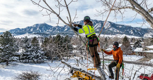 Tree Dormancy Explained: What Winter Means for Tree Work in Boulder, CO