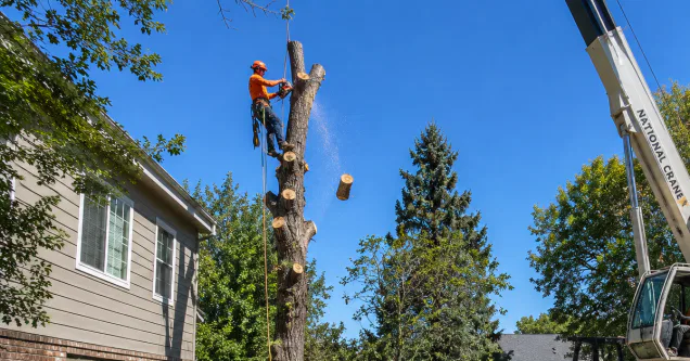 How Much Does It Cost to Cut Down a Tree in Lafayette, CO?
