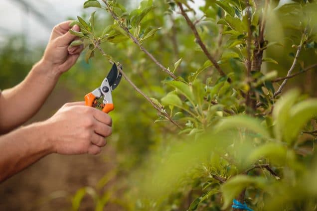 Boosting Tree Health: 5 Essential Tips to Follow