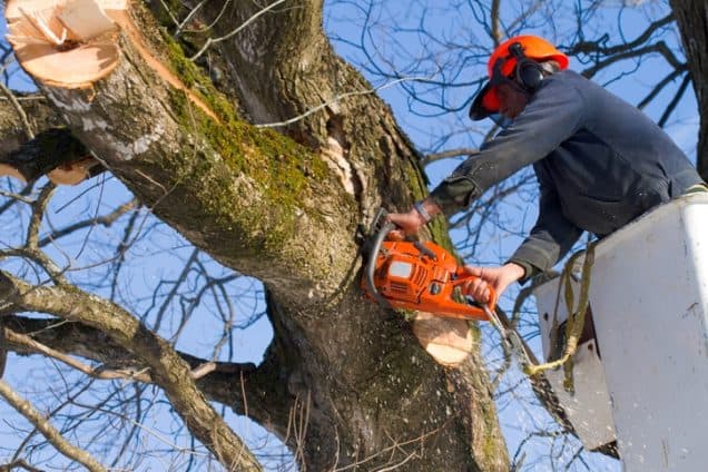 Basic Rules of Tree Trimming Safety
