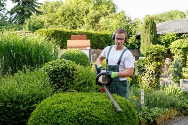 The Importance of Tree Services in a Sustainable Work Environment