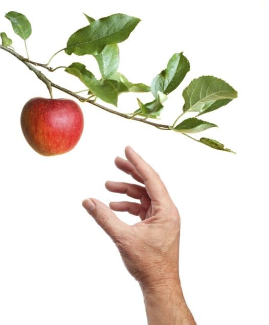 Spring-Cleaning Your Fruit Trees Means Better Fruit