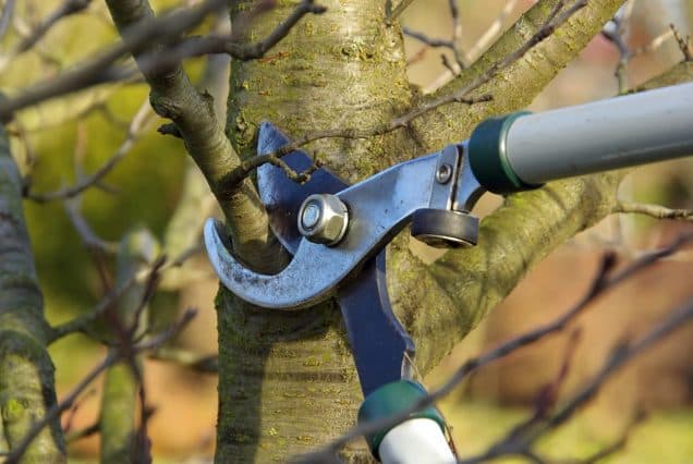 Yes! Prune Those Trees in the Middle of Winter!