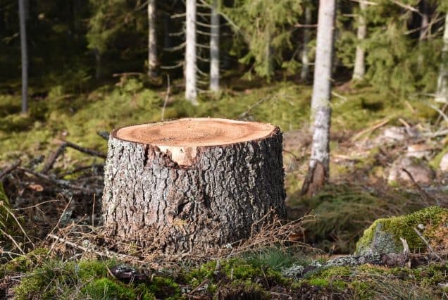4 Problems Caused By Tree Stumps