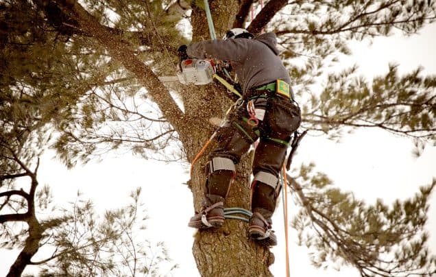 Understanding Tree Cabling: Why and When Your Trees Need It