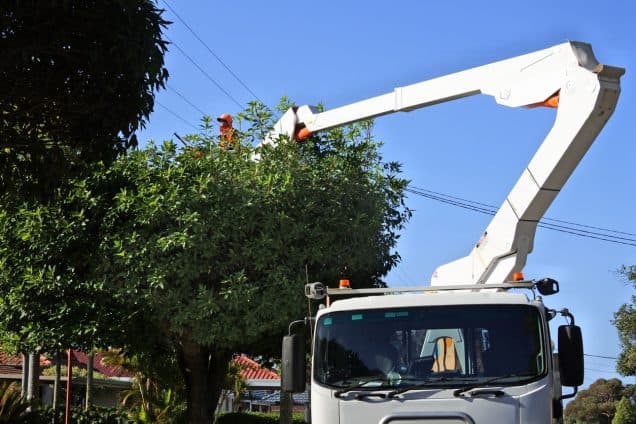 How to Be Prepared for Tree Removal When Weather Is Unpredictable