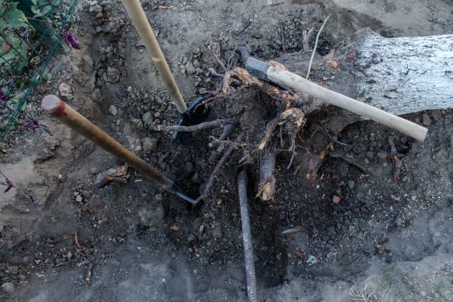 3 Surprising Facts About the Environmental Impact of Tree Removal