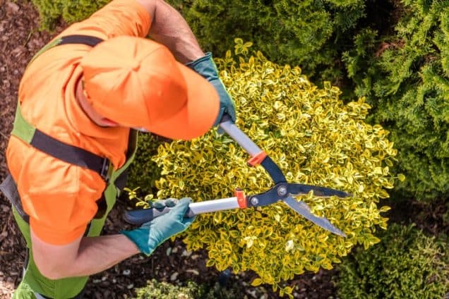 Save Money and Priceless Trees with Regular Arborist Services