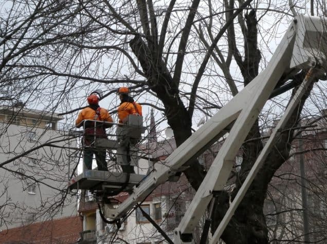 Hiring the Right Tree Care Professionals Can Save You Time and Money