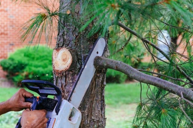 Weighing the Pros and Cons of Hot Weather Tree Trimming
