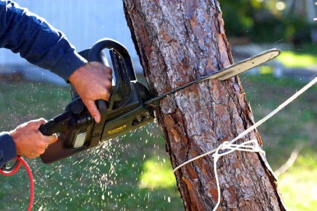 Regenerative Removal: A New Trend for Planting the Future