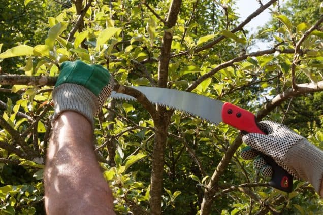Monitoring Your Trees for Suckers and Overcrowding Is a Great Investment