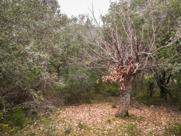 Clearing the Canvas by Removing Problem Trees: Spring’s Fresh Start