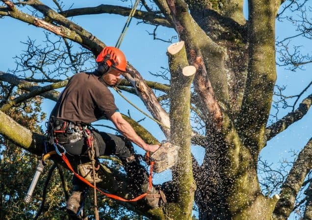 Why Routine Tree Trimming Is Essential This Summer