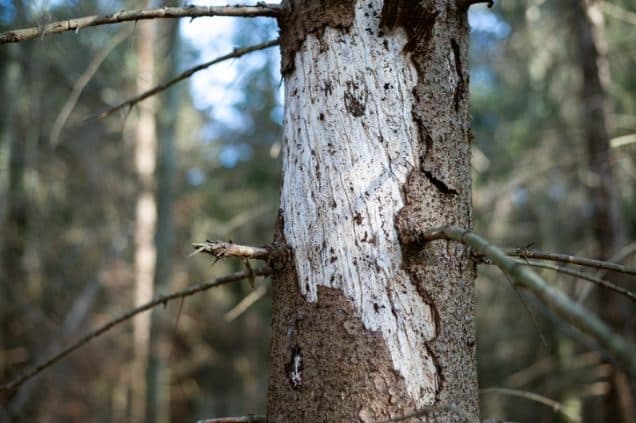 5 Warning Signs of Structurally Unsound Trees