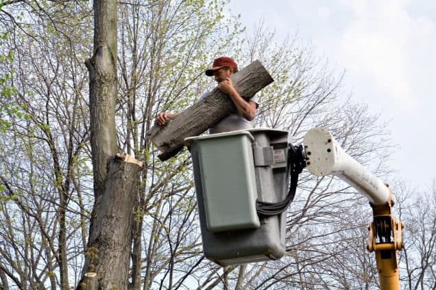 Be Cautious When Removing Trees Near Structures