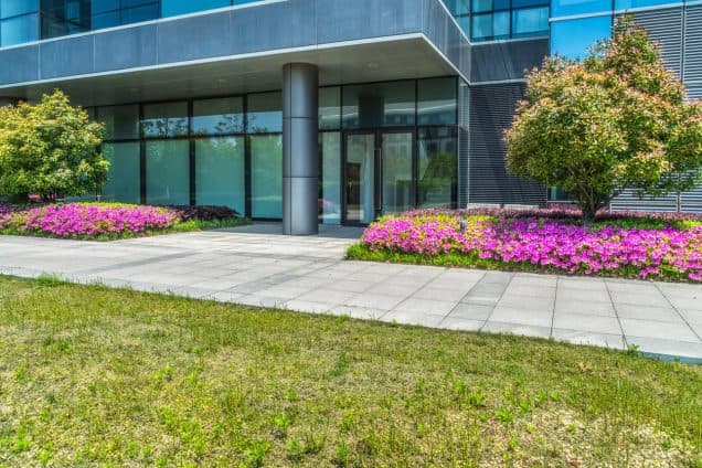 How Professional Tree Services Can Save You Money