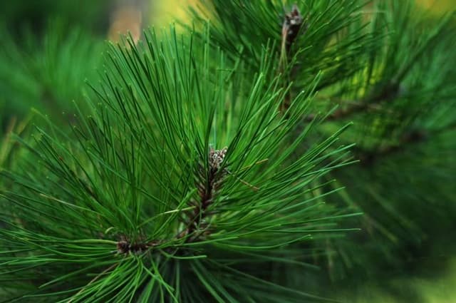 many long green succulent needles on a coniferous tree branch, horizontal texture image with soft focus