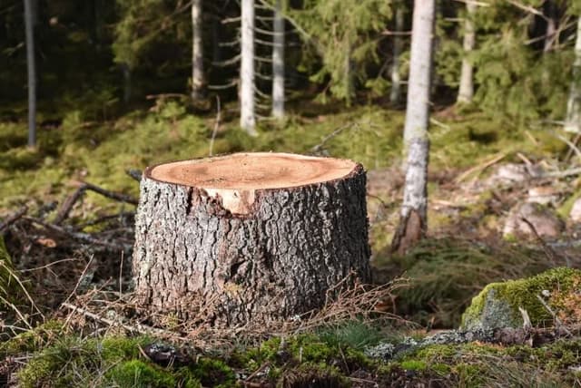 Tree stump close up in a coniferuous forest