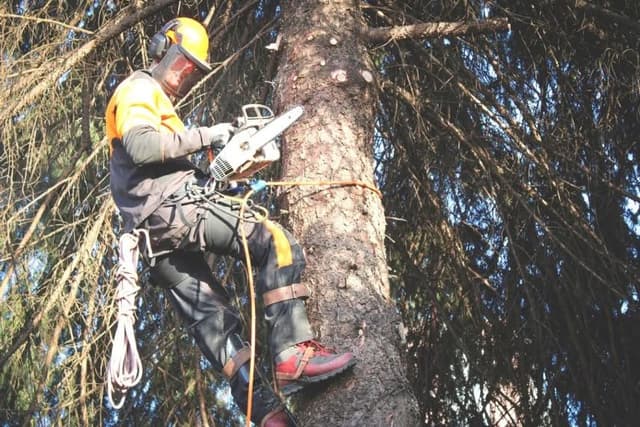 Arborist cutting branches