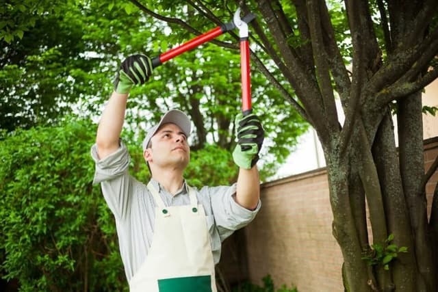 gardener pruning a tree for diseases