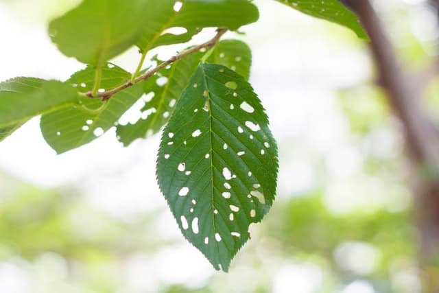 eaten leaves