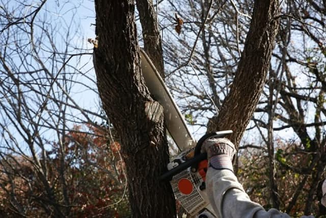 Trimming tree