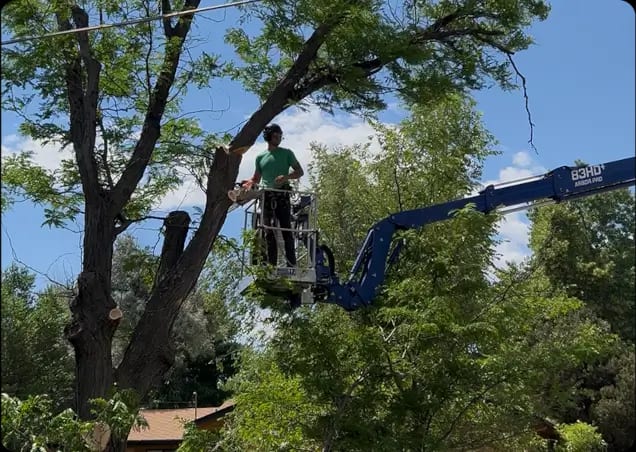 About Roots Up Tree Company