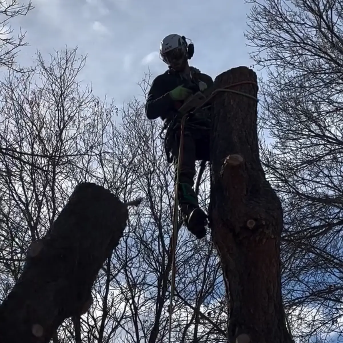 Tree Service in Berthoud, CO