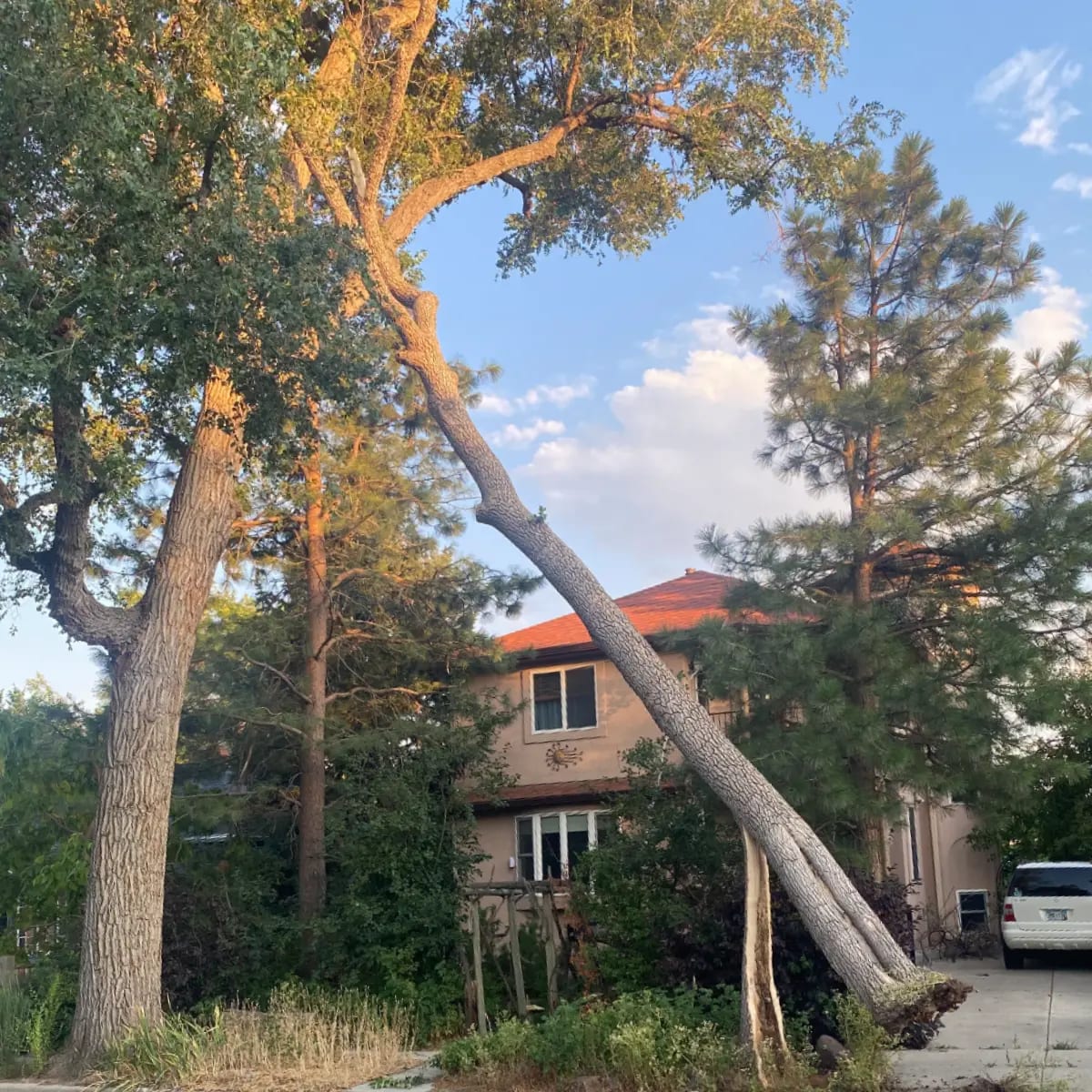 emergency tree service lafayette co