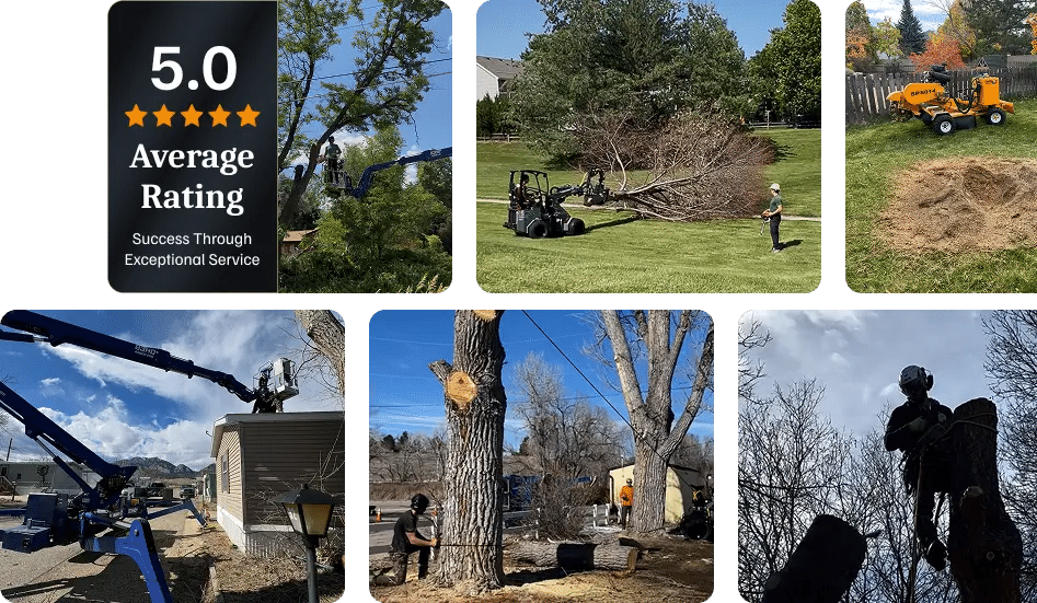 About Tree Service in Boulder, CO​